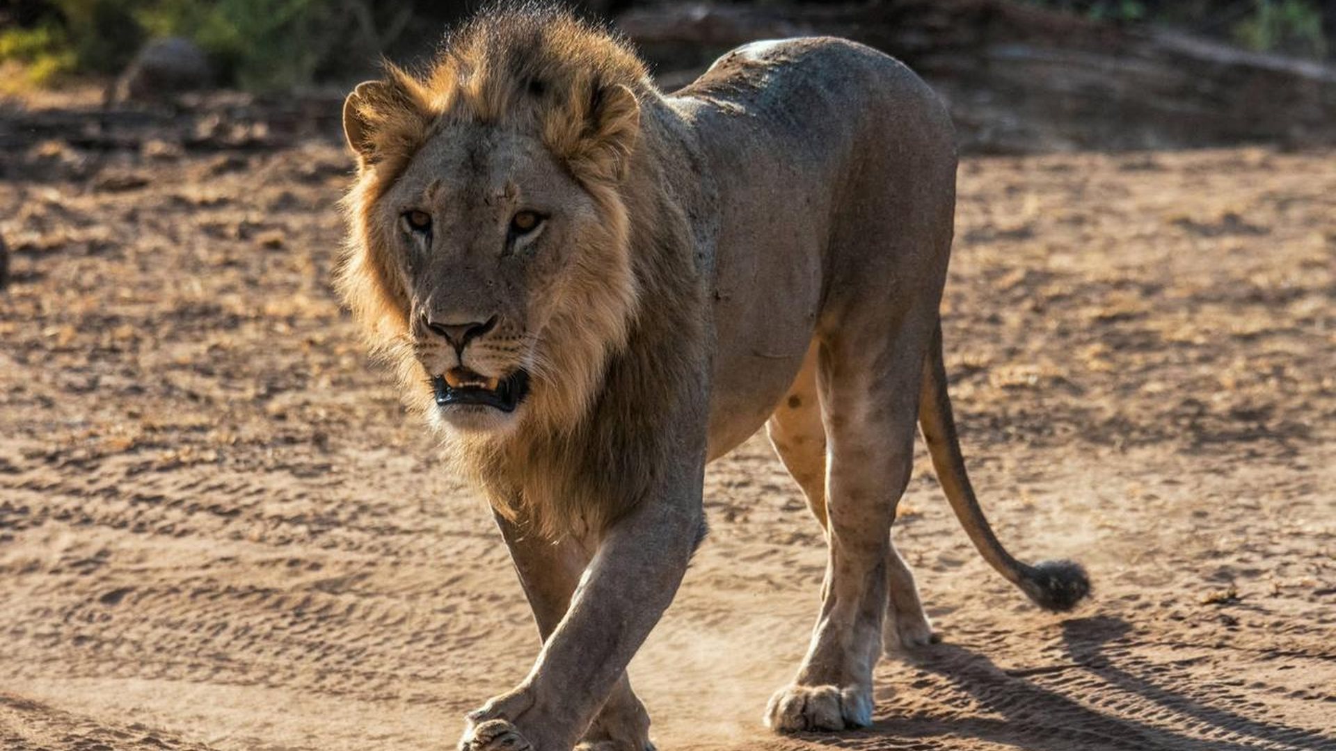 Leone che attraversa una pista dello Tsavo Est