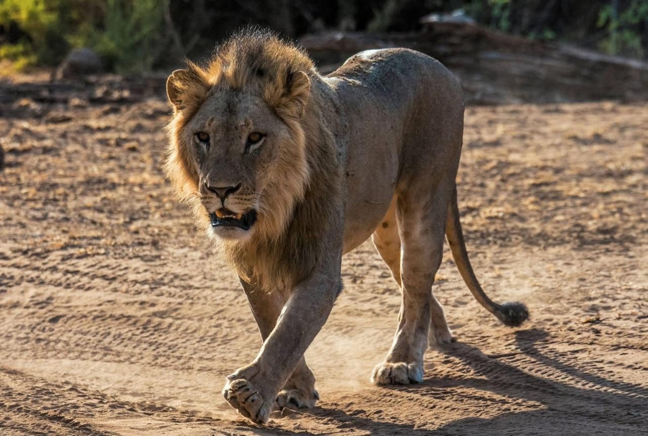 Leone che attraversa una pista dello Tsavo Est