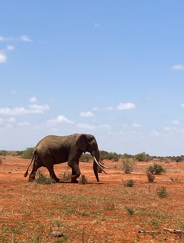 Elefante nella terra rossa dello Tsavo
